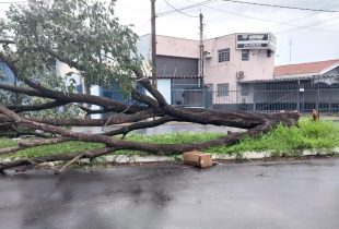 Ventos acima de 80 km por hora derrubam árvores em Rio Claro