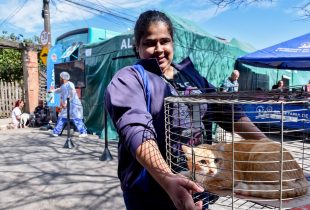 Rio Claro castra animais neste fim de semana no Jardim Brasília