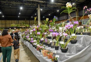 Rio Claro realiza neste final de semana a 79° Exposição Nacional de Orquídeas